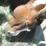 ASPCA National Hay Bale-Out for San Diego’s Sanctuary Horses