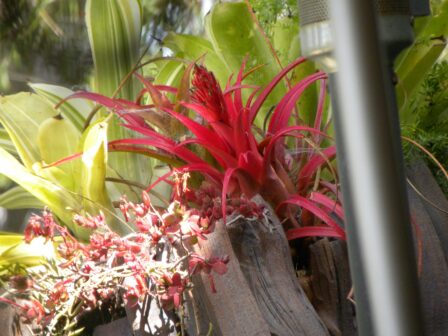 Bromeliads don’t need to be fed and they thrive with very little water.
