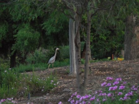 A heron is spotted in the Trees for Health Garden in Balboa Park. 
