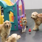 Leading Dog Daycare Franchise Seeking Franchisees
