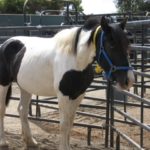 Horses Seized From Ramona Property Are Available for Adoption