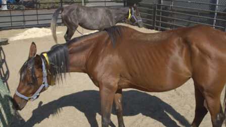 Neglected horses are underweight and need veterinary care.  