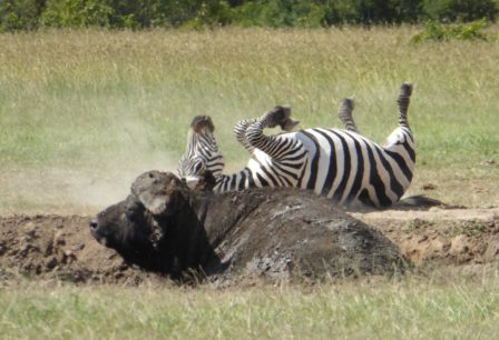 A water buffalo and zebra  share the environment in their daily adventures. 