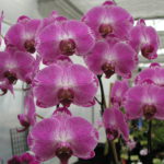 Getting Those Orchids to Bloom Again