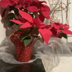 What Shall I Do with my Poinsettias?