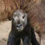 Golden Takin Born at the San Diego Zoo is off to a Strong Start