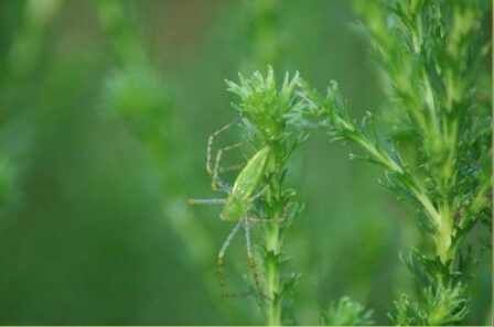 The green lynx spider may be the most common spider in your garden. Photo courtesy of Meredith French of FrenchFoto.