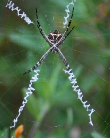 The Silver Argiope is the clever Vampira of spiders. 