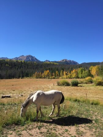 Silverthorne provides a perfect setting for horses. 