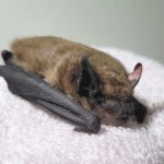 San Diego Zoo Safari Park & San Diego Humane Society Reintroduces Eight Native Bats