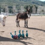 Bowling for Burros
