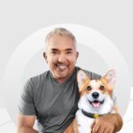 Halo with Cesar Millan Launches as a 4-in-1 Smart Dog System