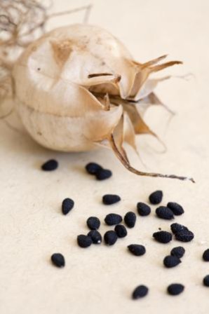 The seeds of the Black Seed are used to flavor stews and are high in Omega-3 rich oil.
