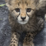 Cheetah Cub Thriving at San Diego Zoo Safari Park