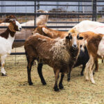Farm Animals Now Settling in at Humane Farming Association Sanctuary