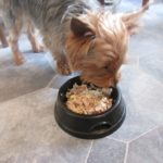 Raw Food: The Hottest Trend in Pet Nutrition May Be the Riskiest