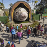 Percy the Porcupine Puppet Made Her San Diego Zoo Debut?