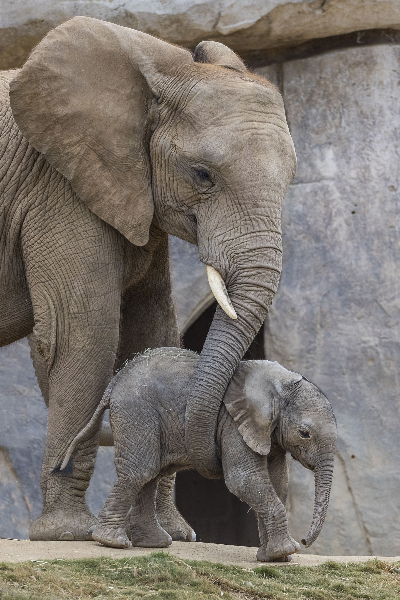 Мама про слоненка. Слон слониха Слоненок. Слониха со слоненком. Слоны с детенышами. Мама слониха.
