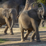 Largest Project in San Diego Zoo Wildlife Alliance History is 80 Percent Complete
