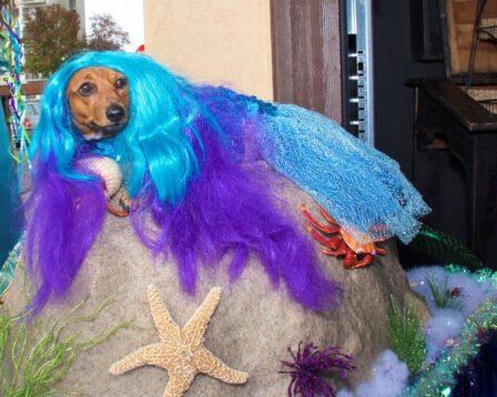 Dogs in costume can participate in the costume contest. 