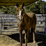 Horses of Tir Na Nog celebrates the Year of the Horse