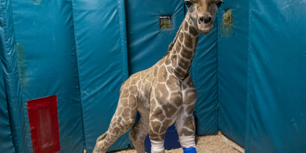 Three-month-old Giraffe Calf Thrives Following Unique Orthotic Leg Brace Treatment 