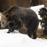 Snow Day for Grizzly Bears at the San Diego Zoo
