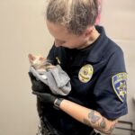 Cats Rescued from Elderly Homeowner Unable to Provide Care for Them