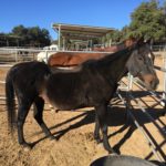 Four Horses Saved from Severe Neglect