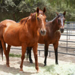 Remaining Horses Rescued from Julian Moved to El Cajon