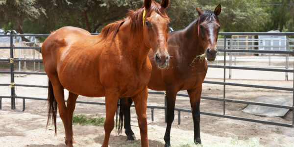 Remaining Horses Rescued from Julian Moved to El Cajon