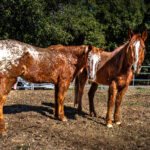 Two Horses Abandoned in the Tijuana River Valley Find Their Forever Home at Local Sanctuary