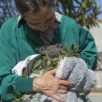 Motherless Koala Joey Receiving Round-the-Clock Care at the San Diego Zoo