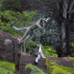 The Fleet Science Center presents Island of Lemurs: Madagascar