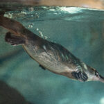 Taronga Collaborates with International Partner to Conserve the Iconic Platypus