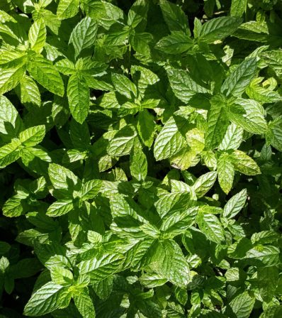 Mint offers many food and drink benefits. 