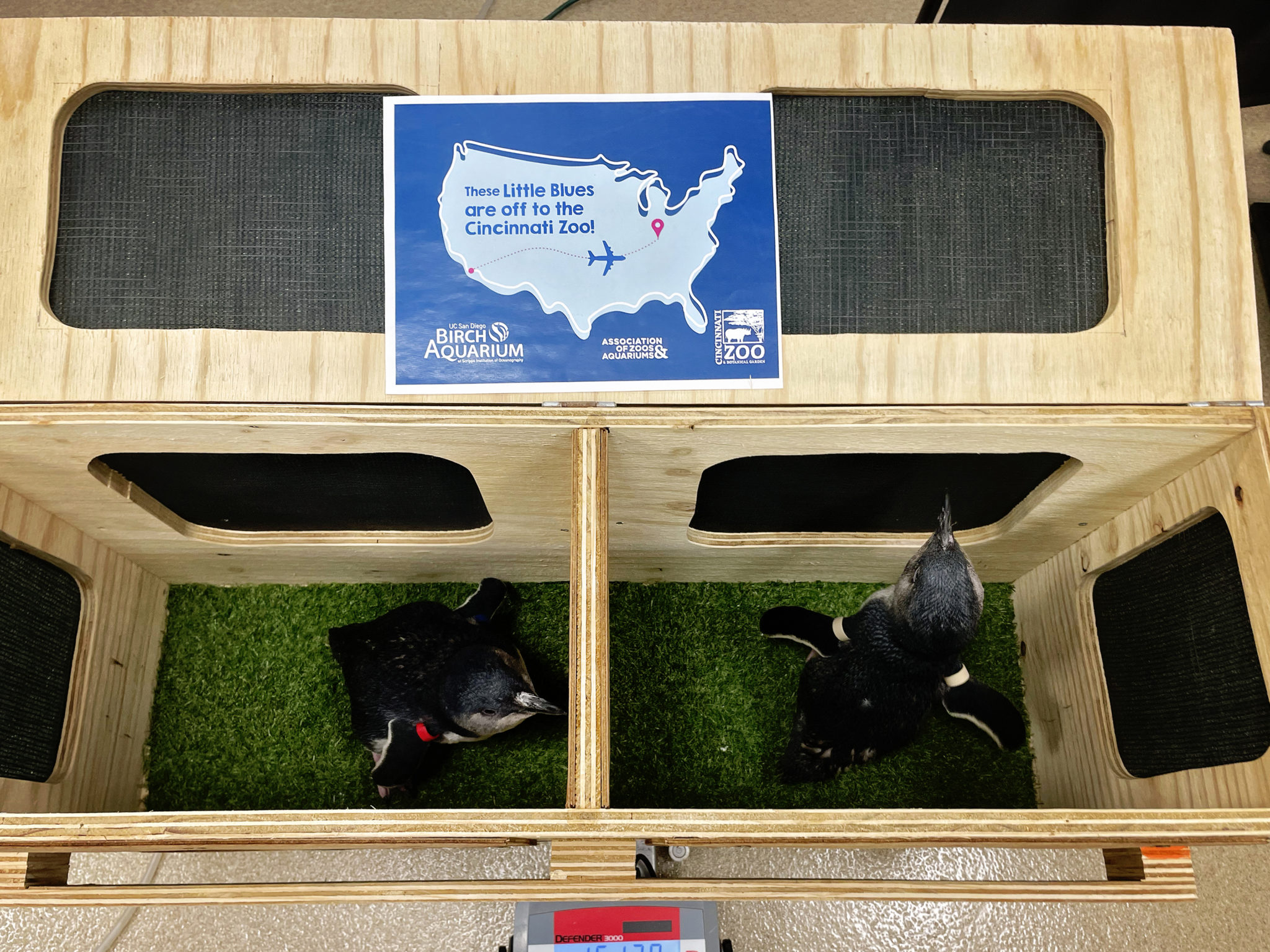 Birch Aquarium and Cincinnati Zoo Join Forces to Bolster the Little