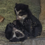 <strong>Andean Bear Cub Twins Born at the San Diego Zoo—a First in Nearly 30 Years</strong>
