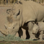 Southern White Rhino Calf Receives a New Name 
