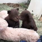 Bear Cubs Arrive at San Diego Humane Society’s Ramona Wildlife Center for Specialized Care