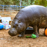 Hungry, Hungry Hippos’ Celebration for Hannah