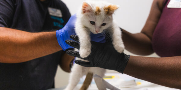 More Cats Rescued from Overcrowding and Health Challenges