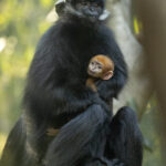 San Diego Zoo Wildlife Care Team Welcomes First Endangered François’ Langur Baby in Five Years