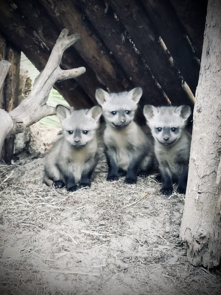 San Diego Zoo Safari Park Welcomes Three Bat-eared Fox Kits : Presidio ...