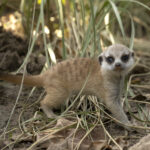 A Joyous Return—San Diego Zoo Celebrates the Birth of Four Meerkat Pups 