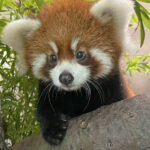 Three-month-old Red Panda Cub Named In time for International Red Panda Day