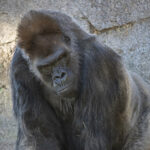 San Diego Zoo Safari Park Protects the Heart of a Critically Endangered Gorilla Patriarch