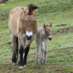 <strong>San Diego Zoo Safari Park Announces the Birth of a Critically Endangered Przewalski’s Horse Foal</strong>