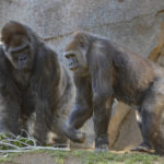 San Diego Zoo Safari Park Gorillas Recovering After SARS-CoV-2 Diagnosis