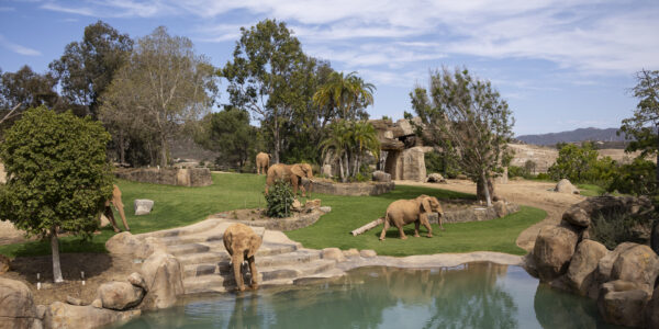 Elephant Valley Ignites a Passion for Conservation 